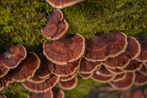 Best Reishi Supplement UK (2026): Liquid Extracts Compared on Ratio, Organic and Real Cost